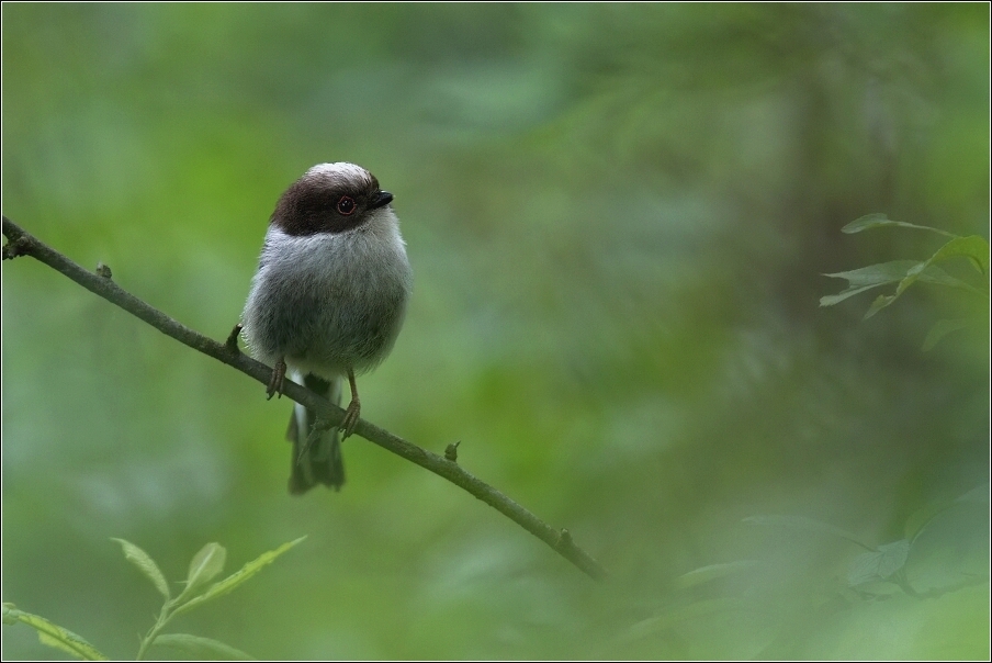 Mlynařík dlouhoocasý  ( Aegithalos caudatus )