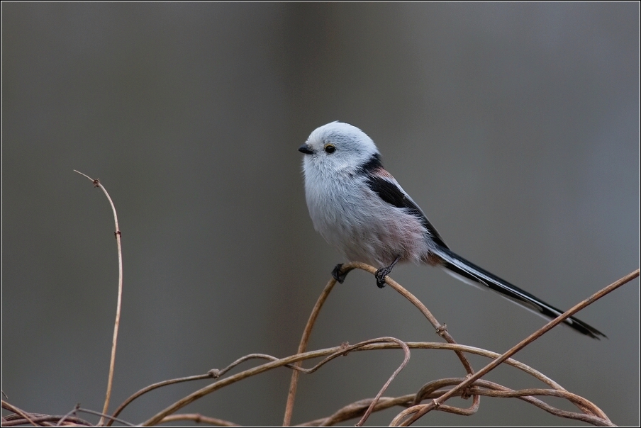 Mlynařík dlouhoocasý  ( Aegithalos caudatus )