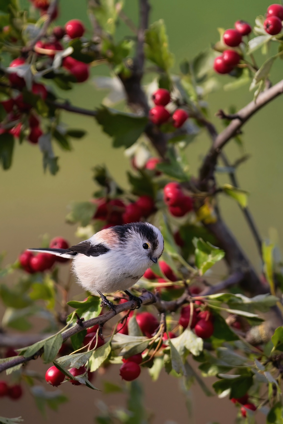 Mlynařík dlouhoocasý  ( Aegithalos cyudatus )