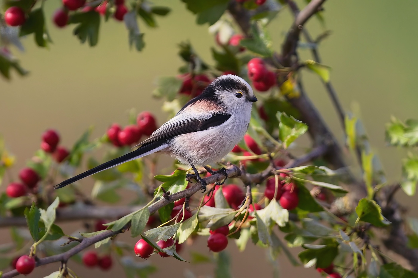 Mlynařík dlouhoocasý  ( Aegithalos cyudatus )