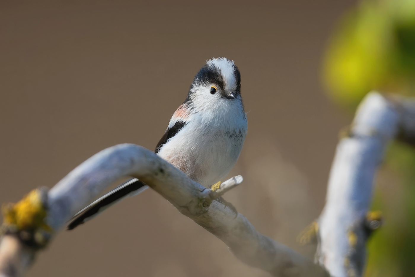 Mlynařík dlouhoocasý  ( Aegithalos cyudatus )