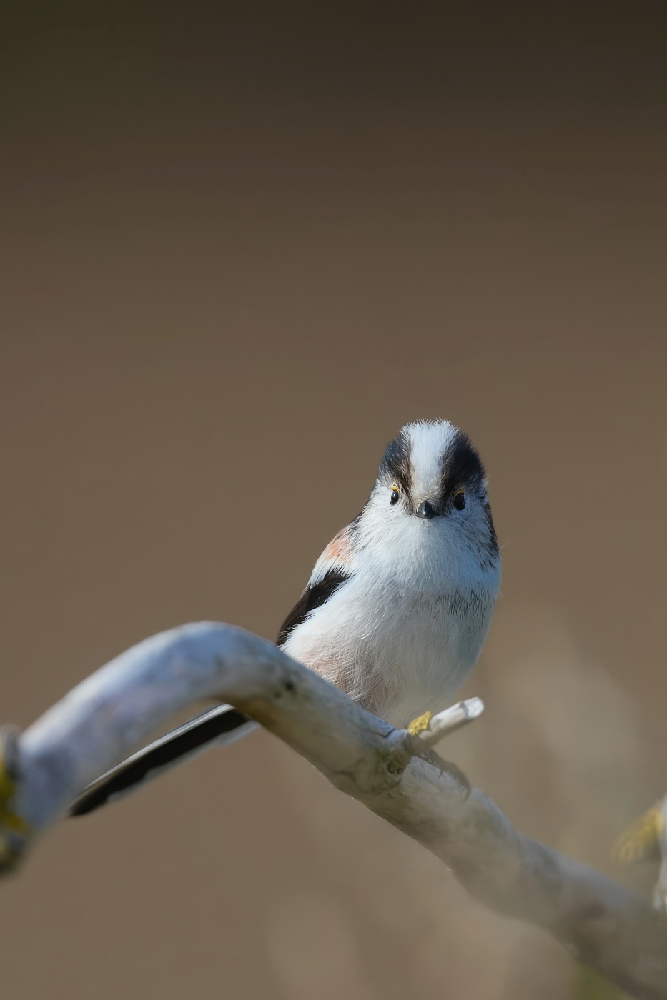 Mlynařík dlouhoocasý  ( Aegithalos cyudatus )