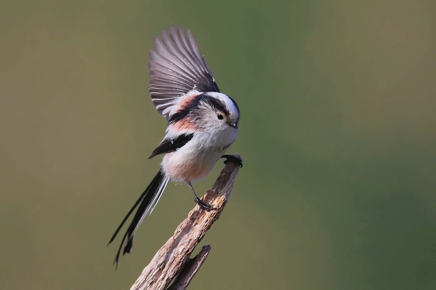 Mlynařík dlouhoocasý  ( Aegithalos cyudatus )