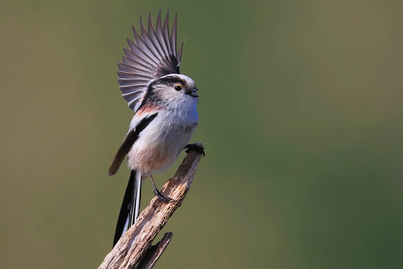 Mlynařík dlouhoocasý  ( Aegithalos cyudatus )