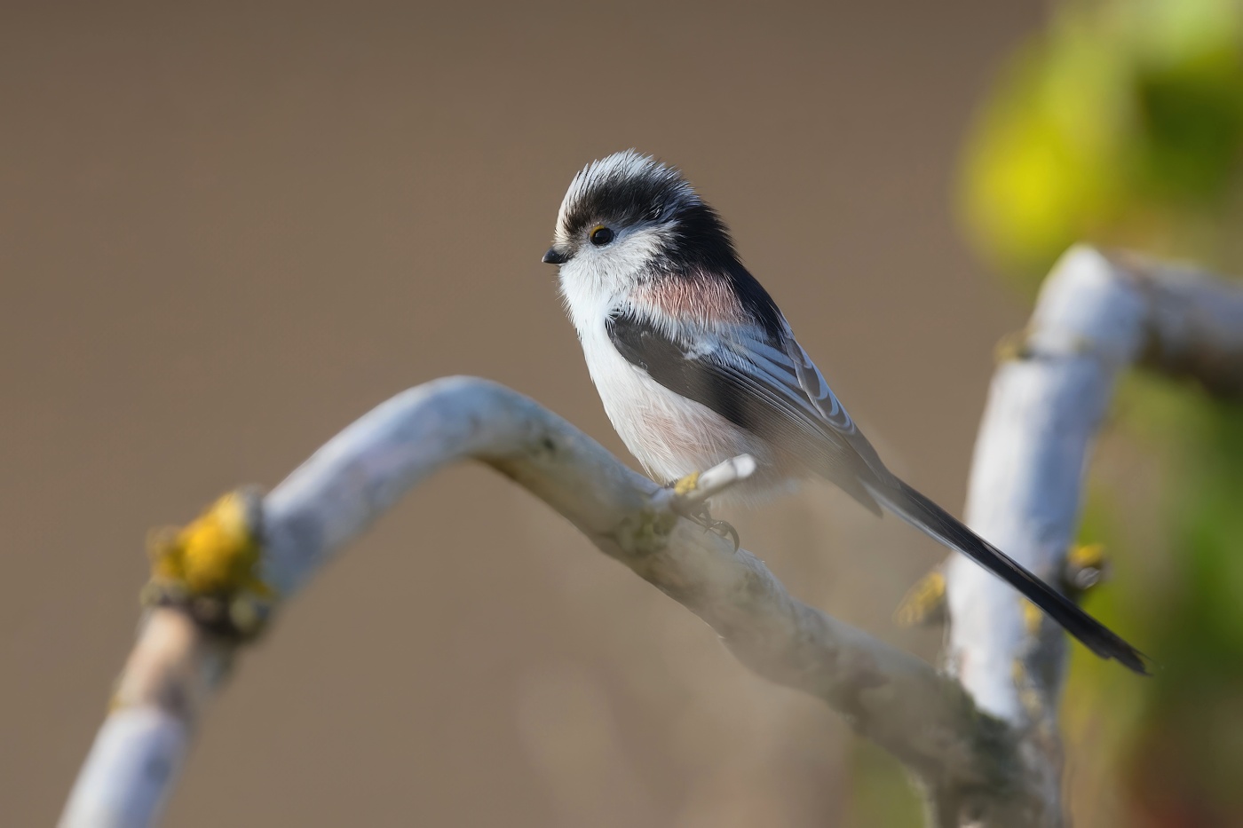 Mlynařík dlouhoocasý  ( Aegithalos cyudatus )