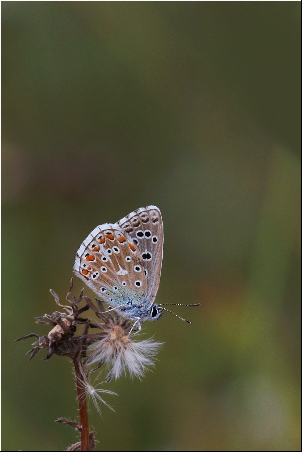 Modrásek jehlicový  ( Pokyommatus coridon )