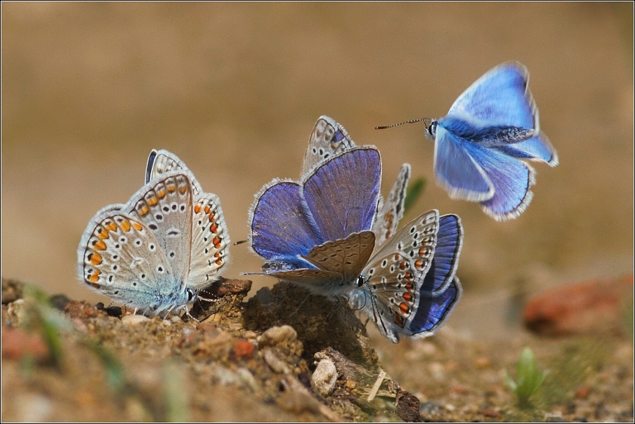 Modrásek jehlicový ( Polyommatus icarus )