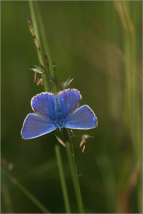 Modrásek jehlicový  ( Polyommatus icarus  )