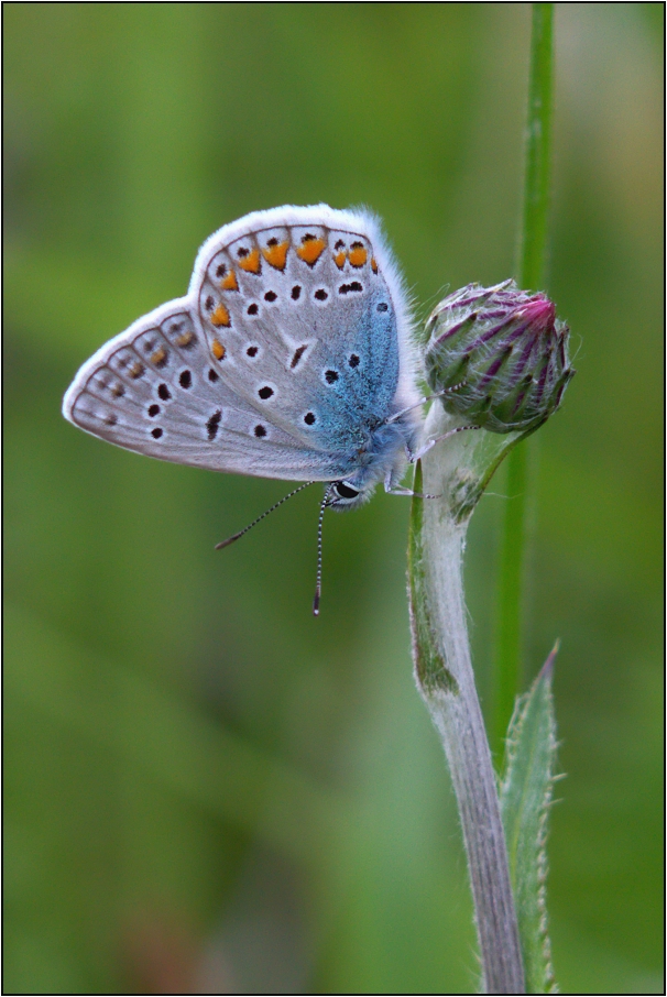 Modrásek vičencový  ( Polyommatus thersites )