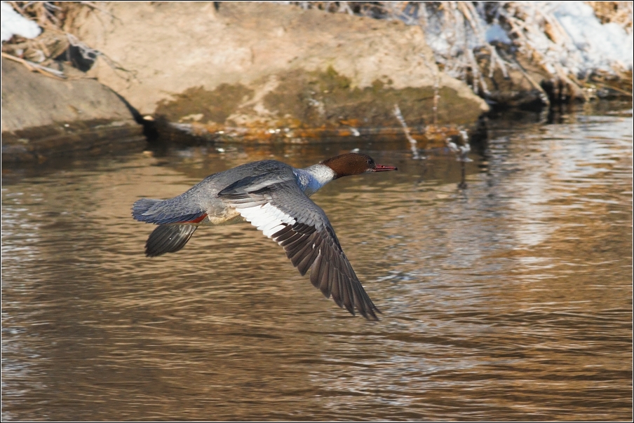 Morčák velký ( Mergus merganser )