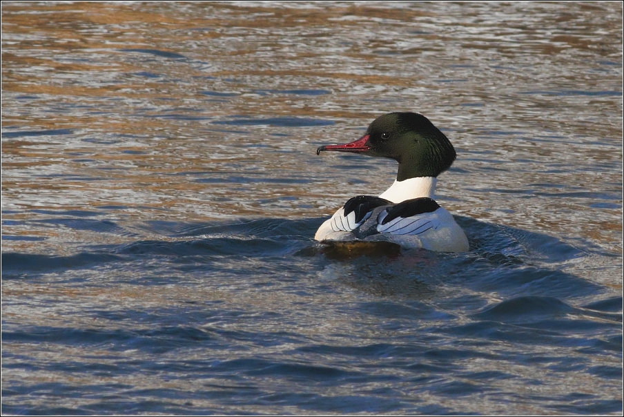 Morčák velký ( Mergus merganser )