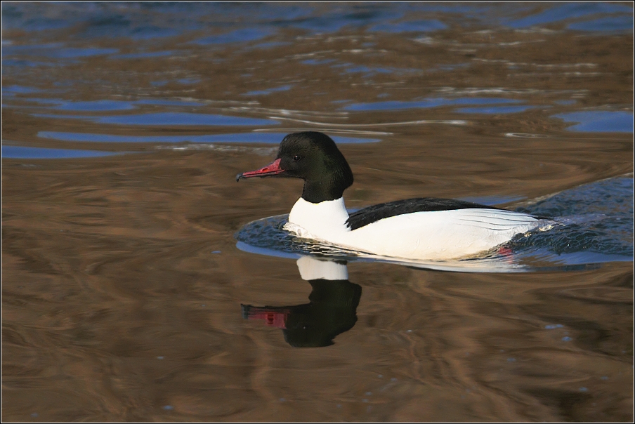 Morčák velký  ( Mergus merganser )