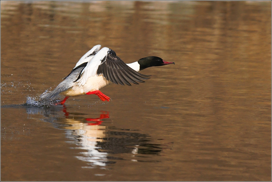 Morčák velký  ( Mergus merganser )