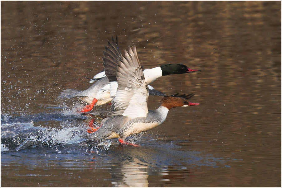 Morčák velký  ( Mergus merganser )