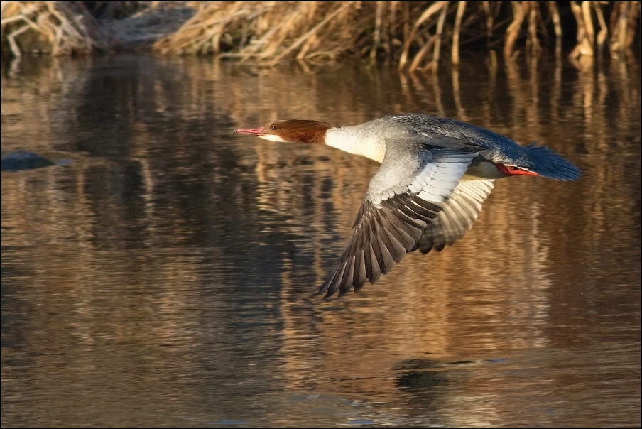 Morčák velký  ( Mergus merganser )