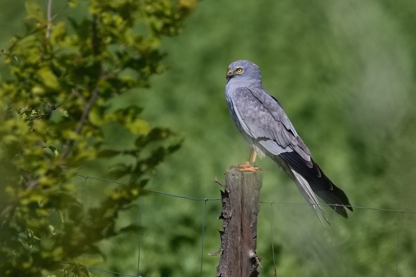 Moták lužní  ( Cyrkus pygargus )