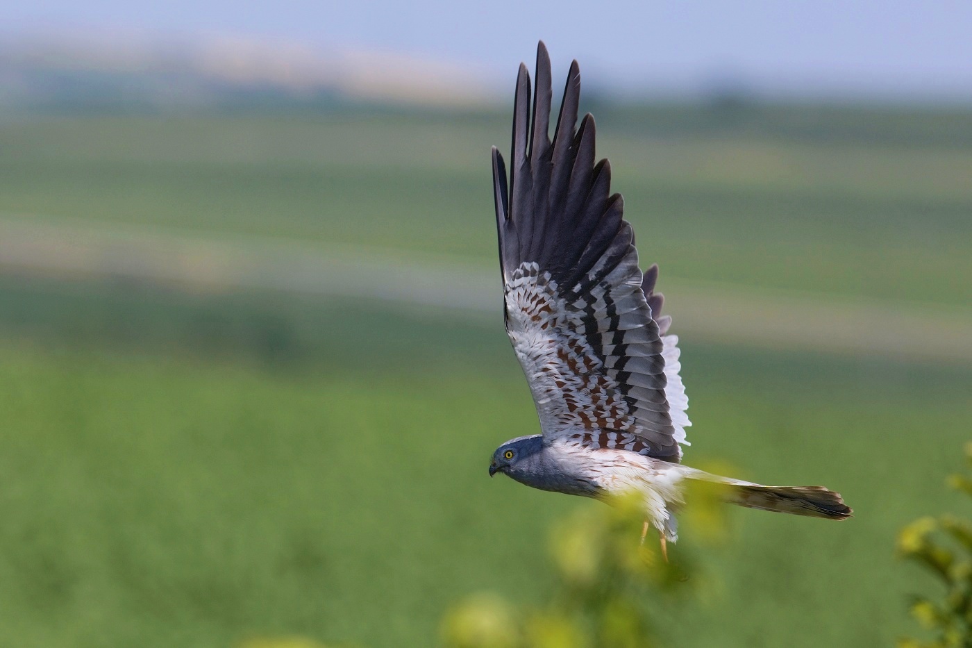 Moták lužní  ( Cyrkus pygargus )