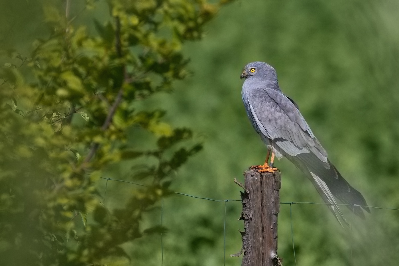 Moták lužní  ( Cyrkus pygargus )