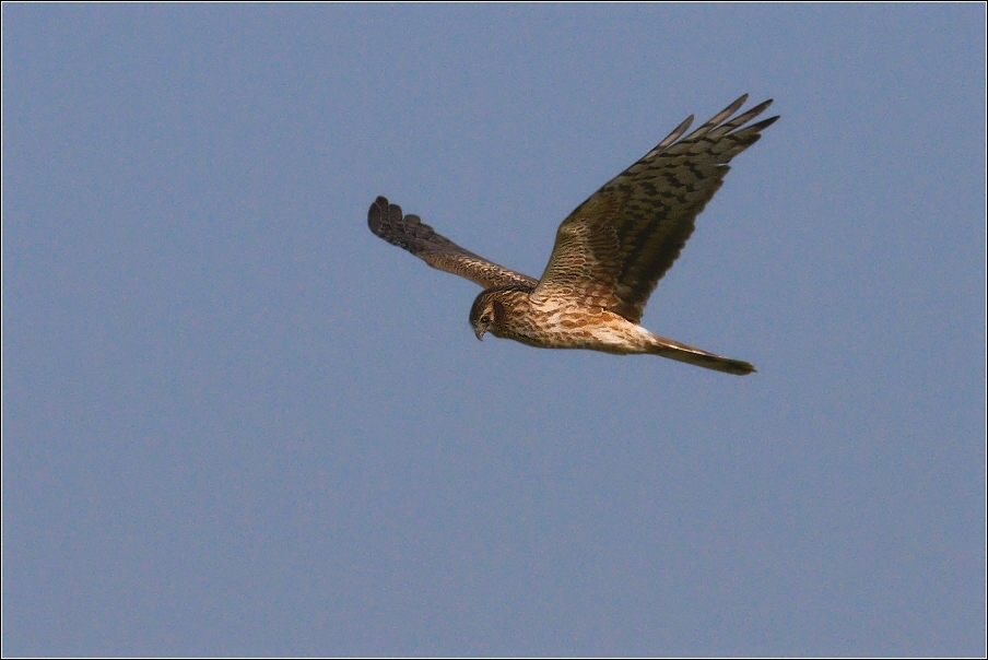 Moták pilich  ( Cyrcus cyanenus )