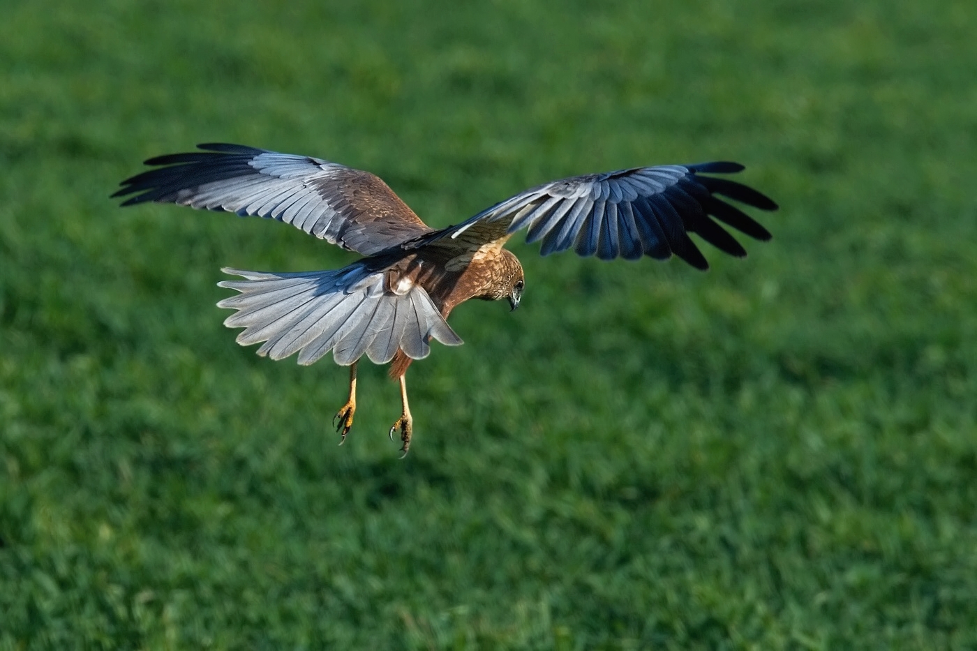 Moták pochop  ( Cirkus aeruginosus )