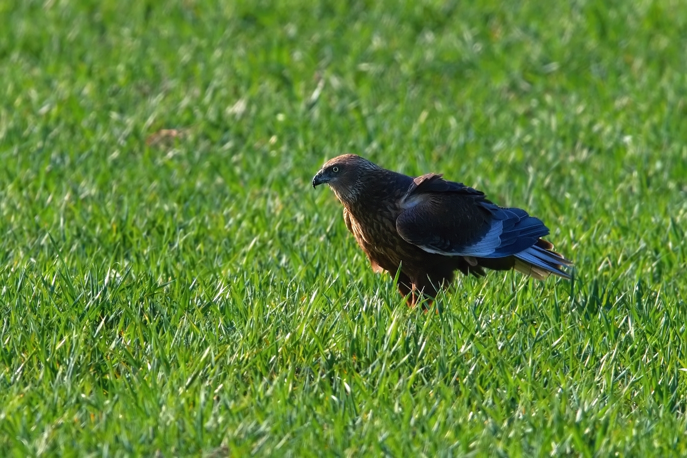 Moták pochop  ( Cirkus aeruginosus )