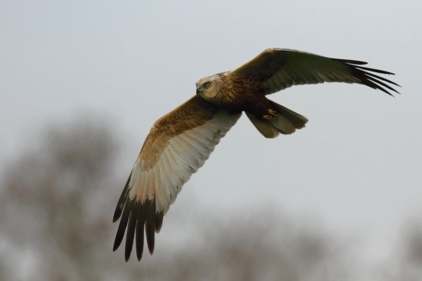 Moták pochop  ( Cirkus aeruginosus )