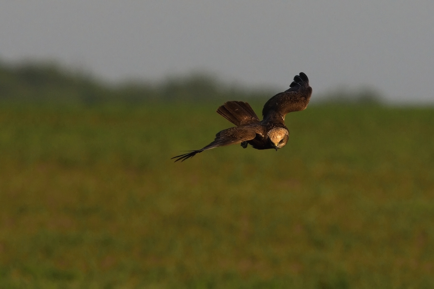 Moták pochop  ( Cirkus aeruginosus )