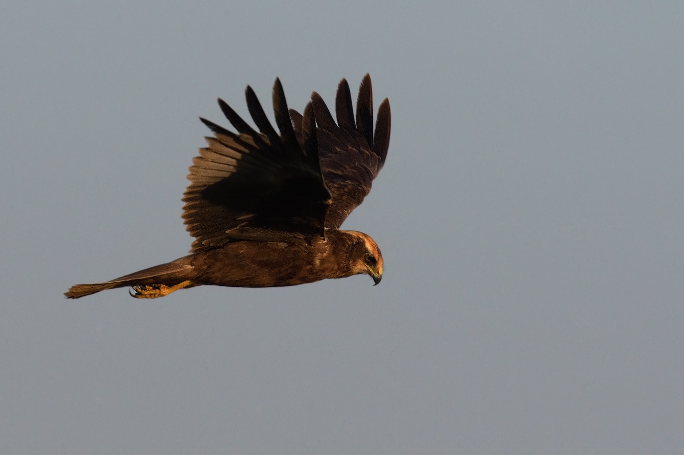 Moták pochop  ( Cirkus aeruginosus )