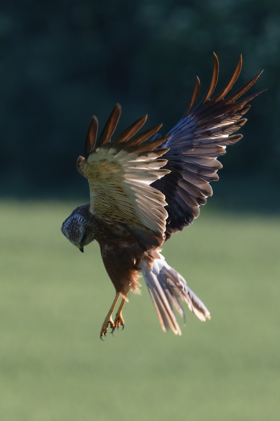 Moták pochop  ( Cirkus aeruginosus )