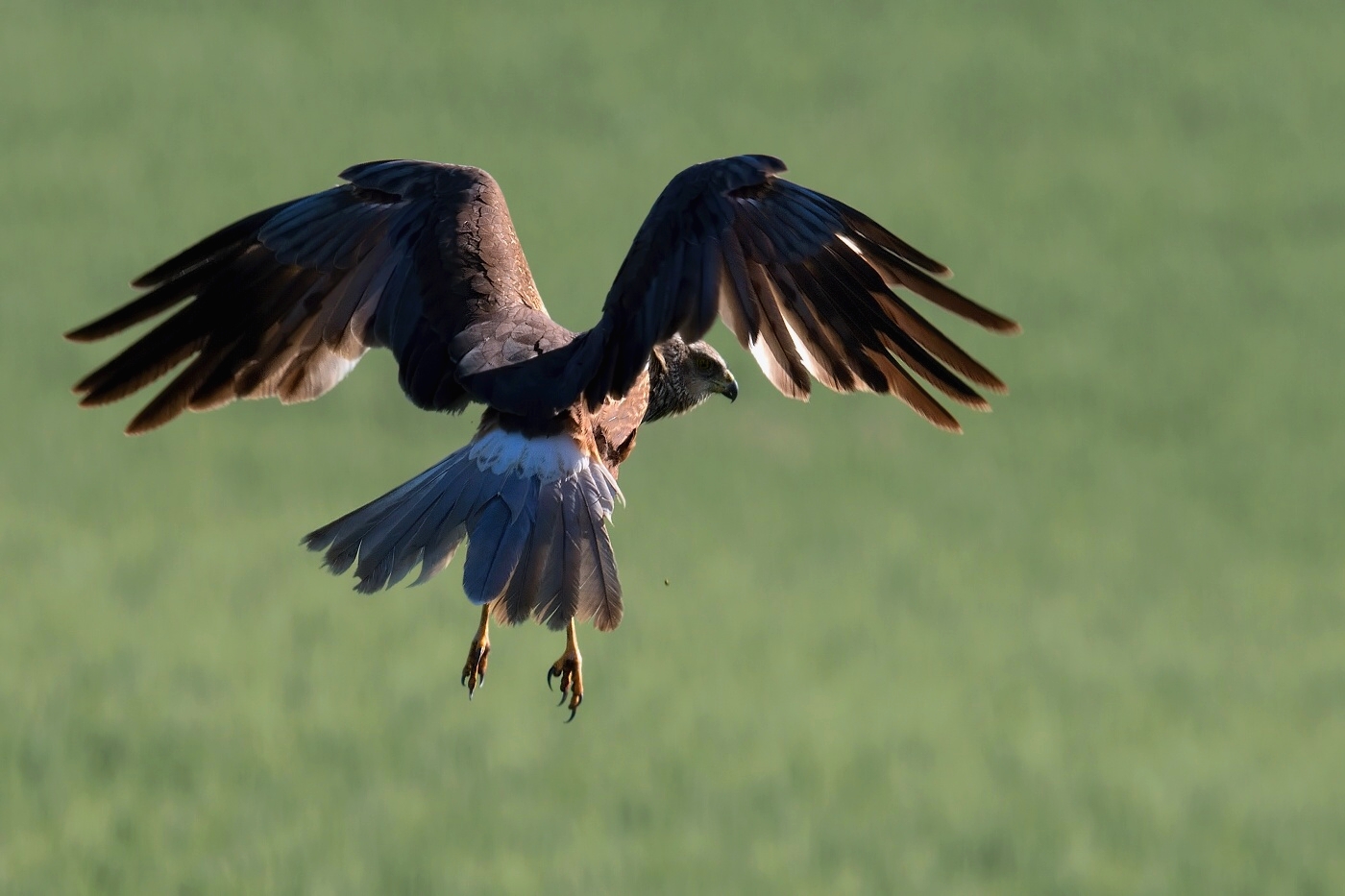 Moták pochop  ( Cirkus aeruginosus )