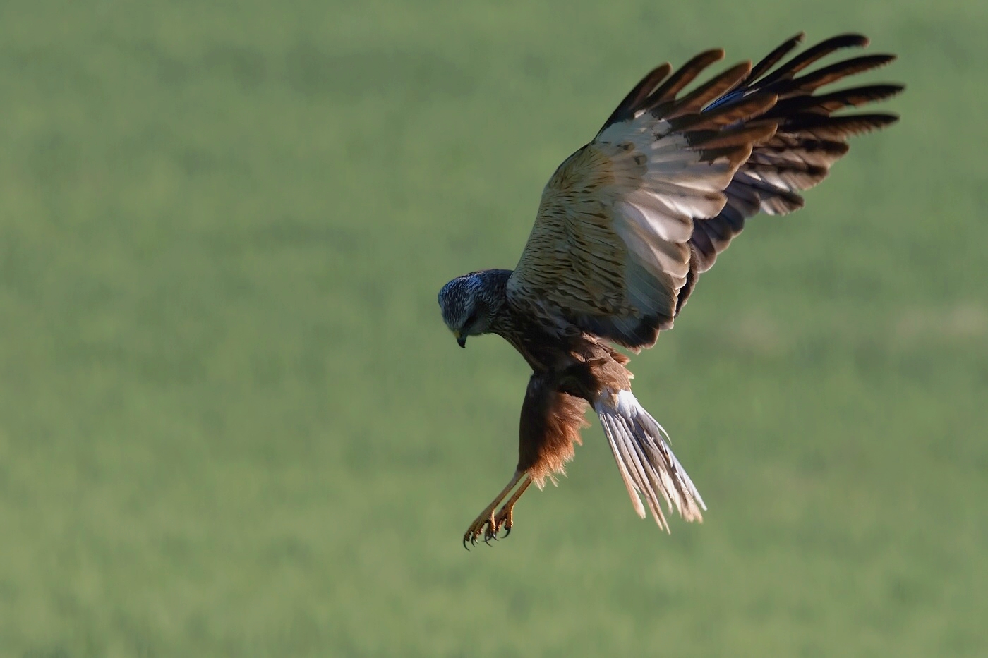 Moták pochop  ( Cirkus aeruginosus )