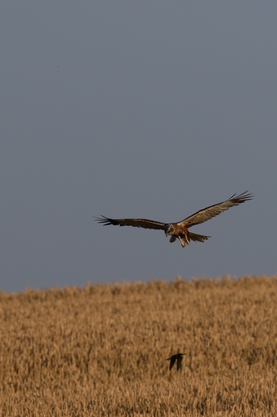 Moták pochop  ( Cirkus aeruginosus )