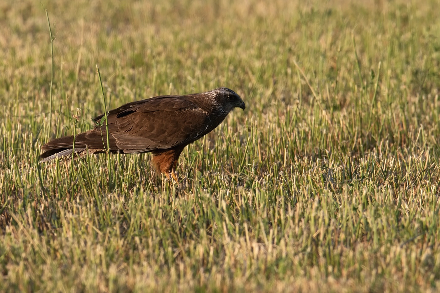 Moták pochop  ( Cirkus aeruginosus )