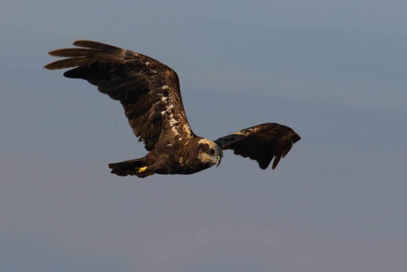 Moták pochop  ( Cirkus aeruginosus )