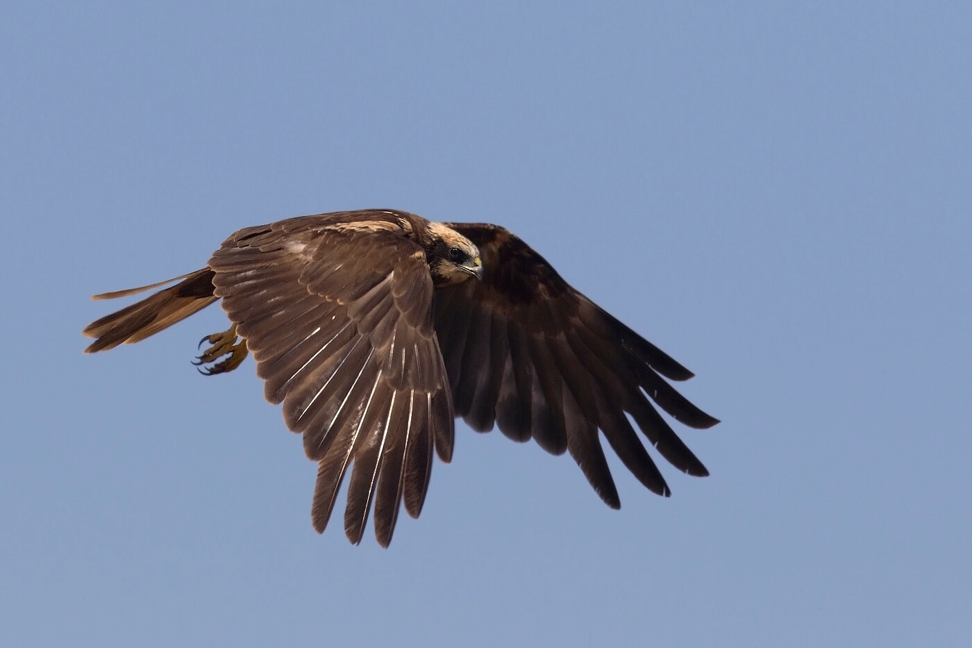 Moták pochop  ( Cirkus aeruginosus )