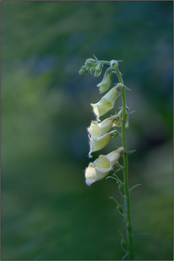 Náprstník ( Purpurea digitalis )