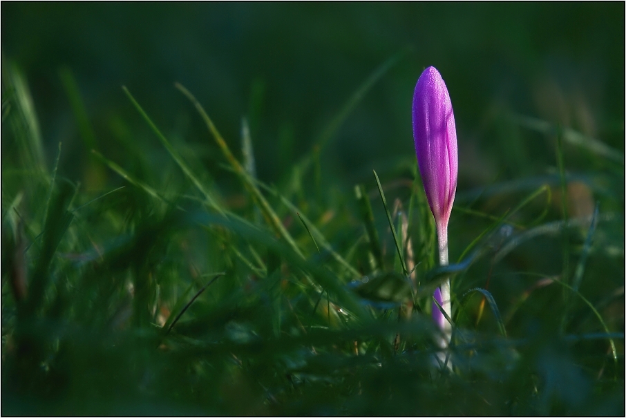 Ocún jesenní ( Colchicum autumnale )