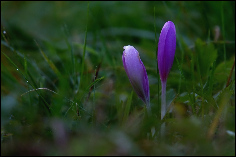 Ocún jesenní ( Colchicum autumnale )