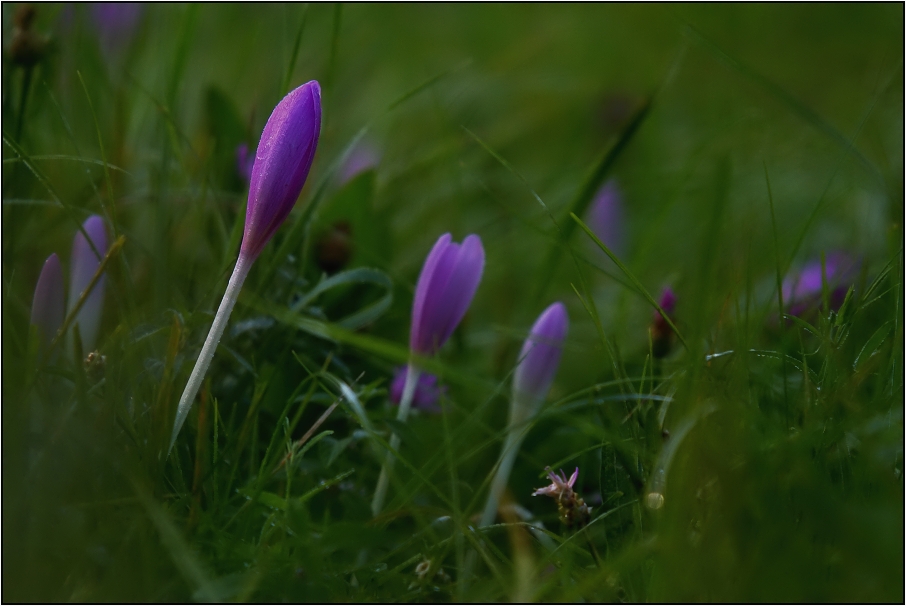 Ocún jesenní ( Colchicum autumnale )