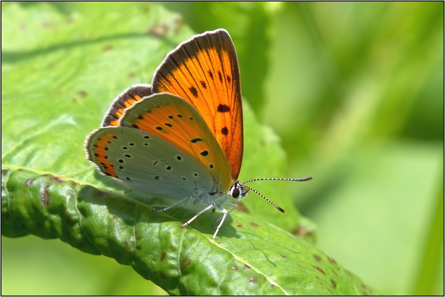 Ohniváček černočárný ( Lycaena dispar )