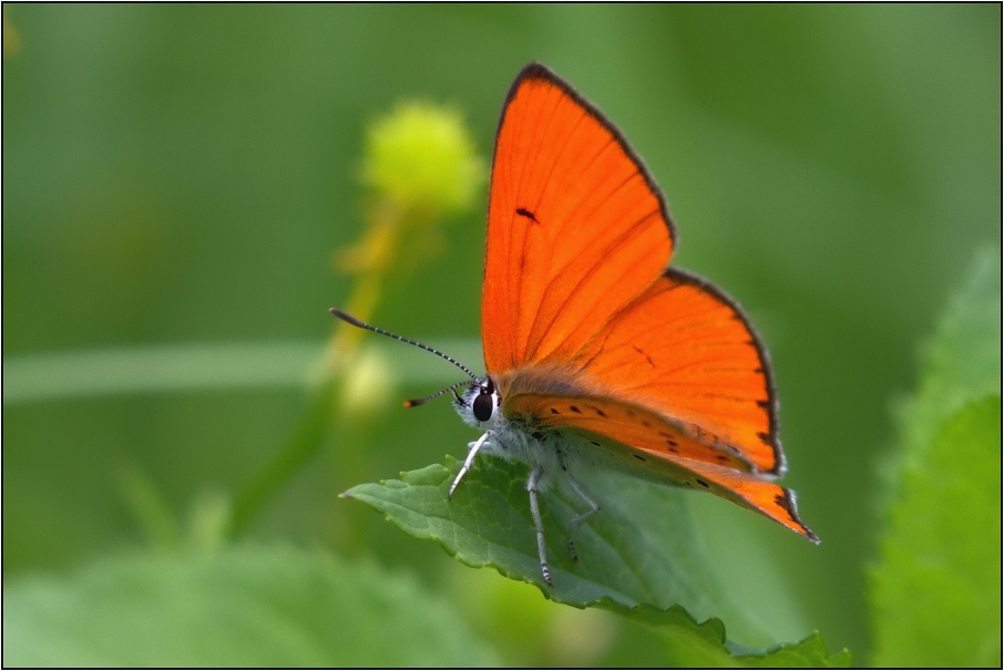 Ohniváček černočárný ( Lycaena dispar )