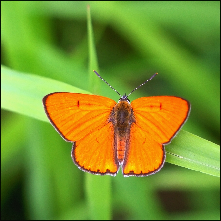 Ohniváček černočárný ( Lycaena dispar )