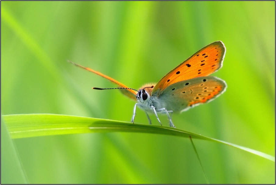 Ohniváček černočárný ( Lycaena dispar )