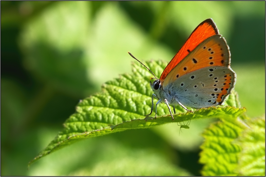 Ohniváček černočárný ( Lycaena dispar )