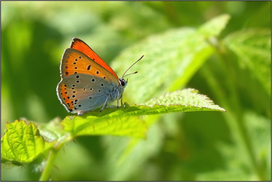 Ohniváček černočárný ( Lycaena dispar )