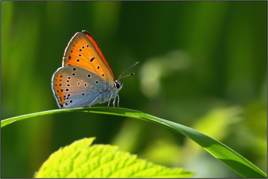 Ohniváček černočárný ( Lycaena dispar )