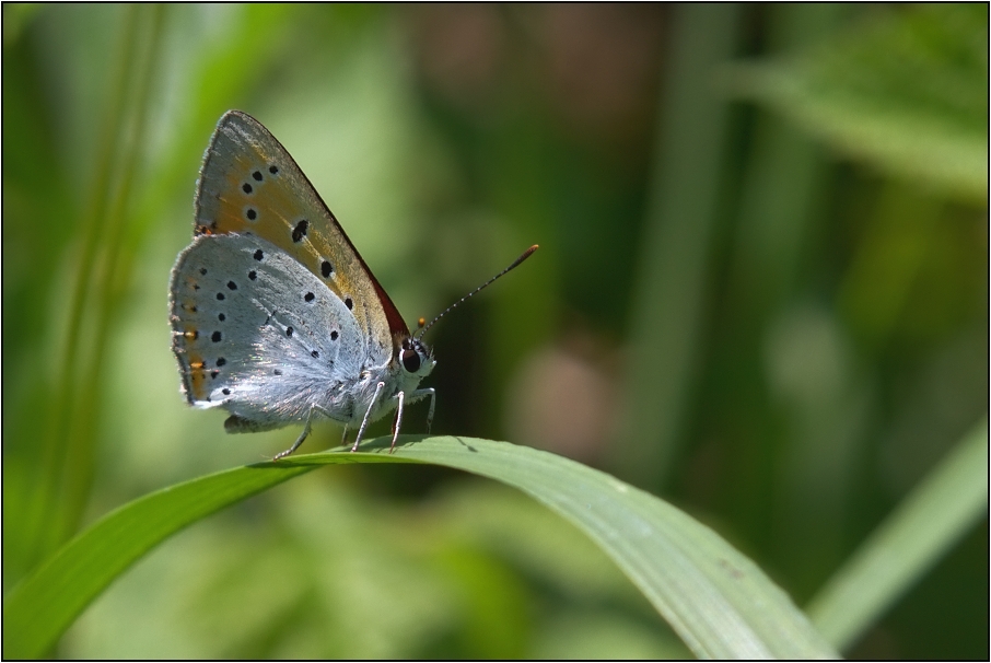 Ohniváček černočárný ( Lycaena dispar )