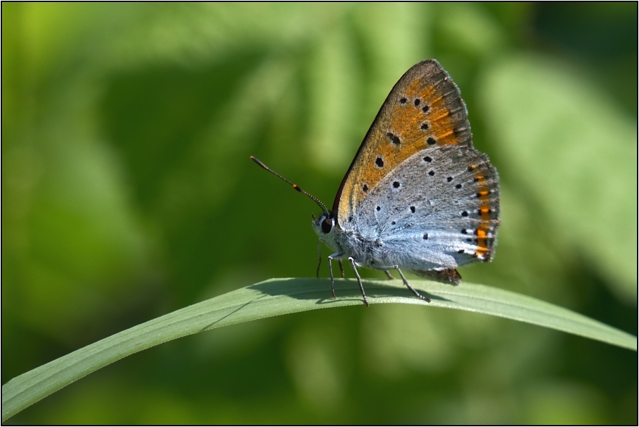 Ohniváček černočárný ( Lycaena dispar )