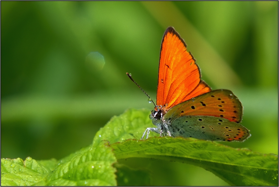 Ohniváček černočárný ( Lycaena dispar )