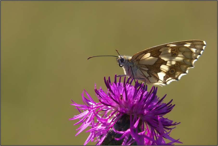 Okáč bojínkový ( Melanargia galathea )